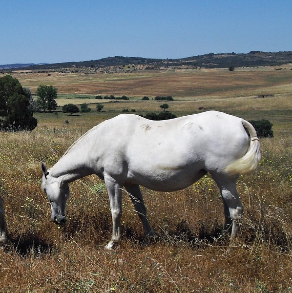 Caballos Pura Raza Española (P.R.E.) Pura Raza Española - Se vende yegua de cria