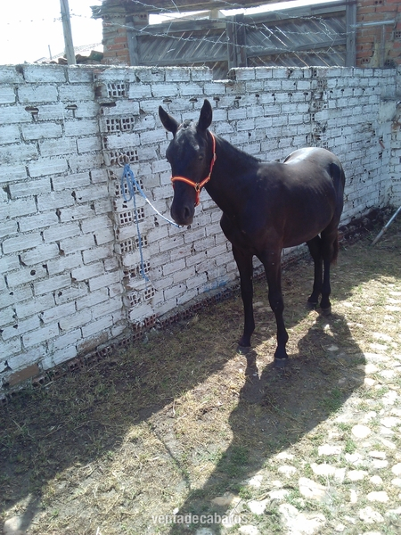 Vendo potro negro in 