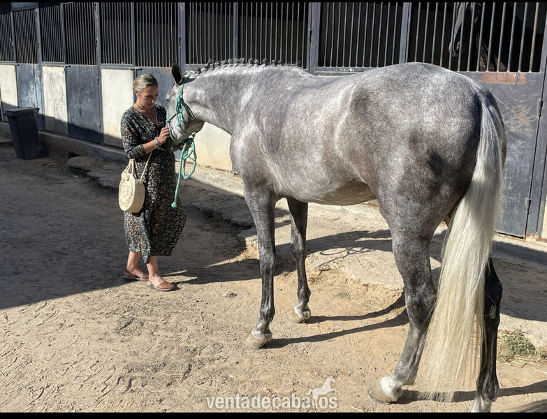 Se vende espectacular potra  in 
