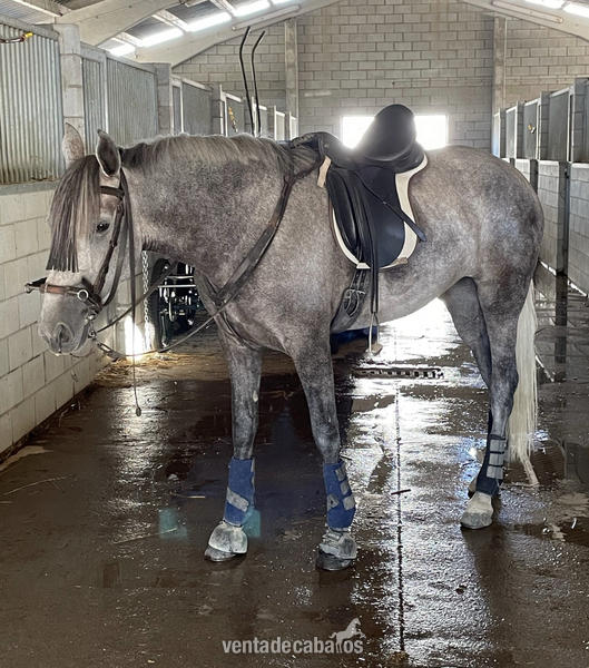 Se vende espectacular potra  - Caballos Pura Raza Española (P.R.E.) in 