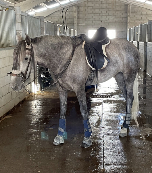 Se vende espectacular potra  - Caballos Pura Raza Española (P.R.E.) in 