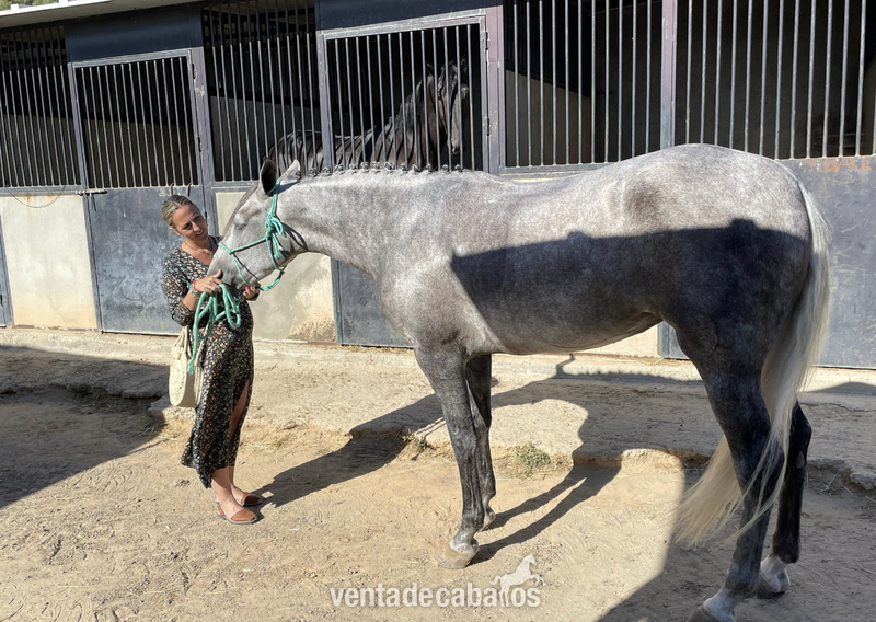 Se vende espectacular potra  - Caballos Pura Raza Española (P.R.E.)