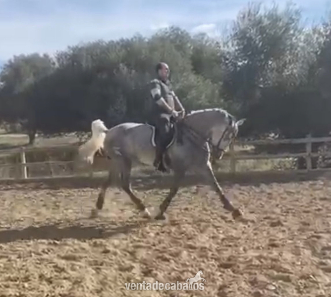 Pura Raza Española {TYPE}