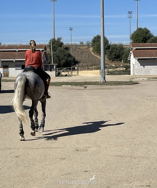 Caballos Pura Raza Española (P.R.E.) Pura Raza Española - Se vende espectacular potra 