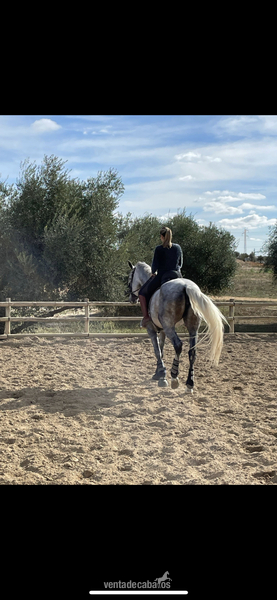 Se vende espectacular potra  - Caballos Pura Raza Española (P.R.E.) Pura Raza Española