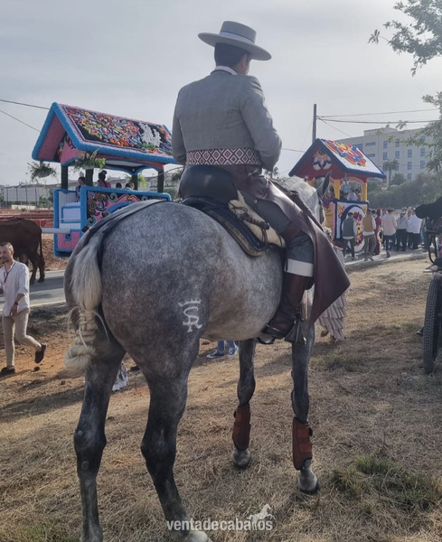 Se vende espectacular potra  - Pura Raza Española