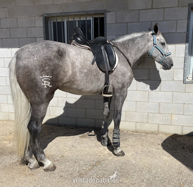 Se vende espectacular potra  - Caballos Pura Raza Española (P.R.E.)