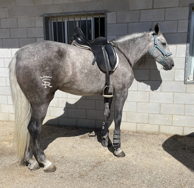 Se vende espectacular potra  - Caballos Pura Raza Española (P.R.E.)