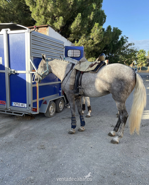 Se vende espectacular potra 