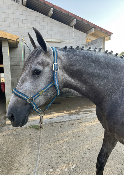  Se vende espectacular potra 