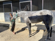 Se vende espectacular potra