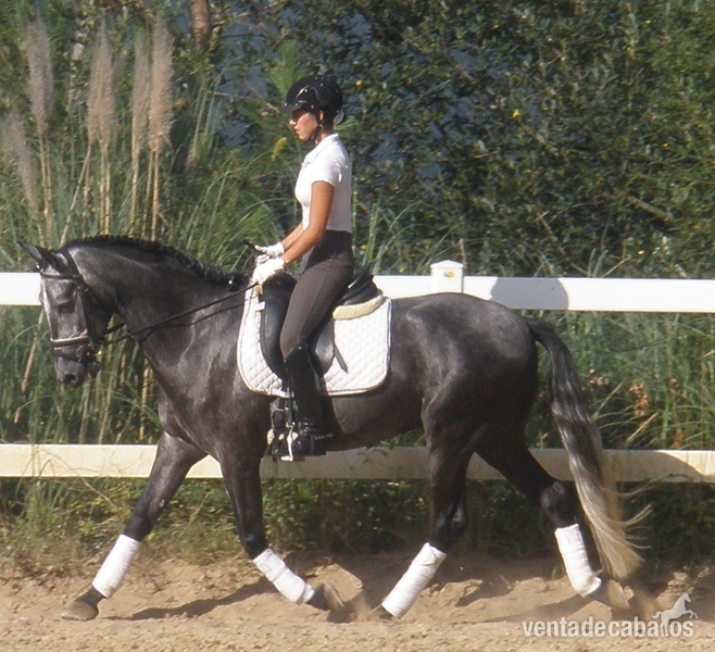 Caballo 6 años para doma Clásica in 