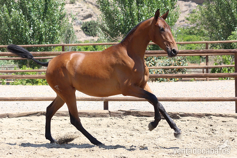 Caballos Pura Raza Española (P.R.E.) Pura Raza Española - Venta de Potra PRE. Madrileña DM