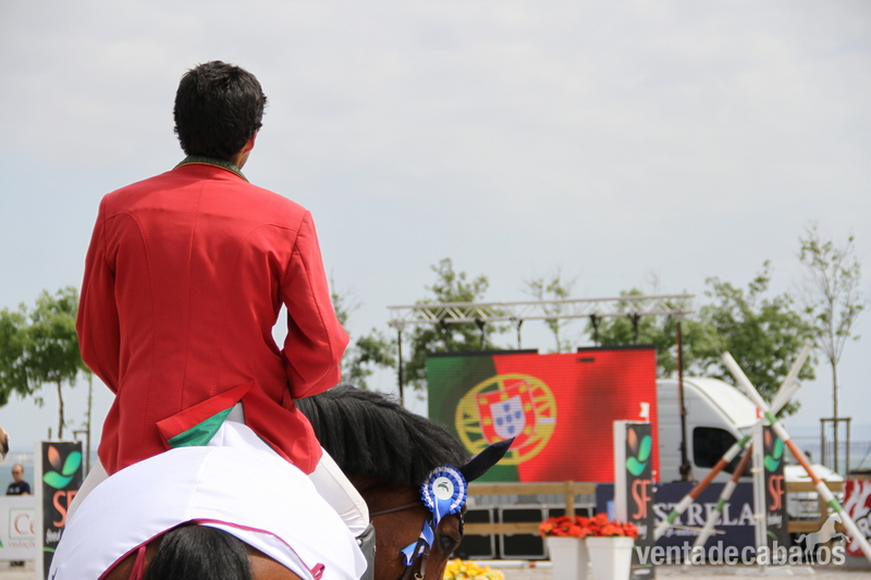 Venta de vários caballos para saltos in 