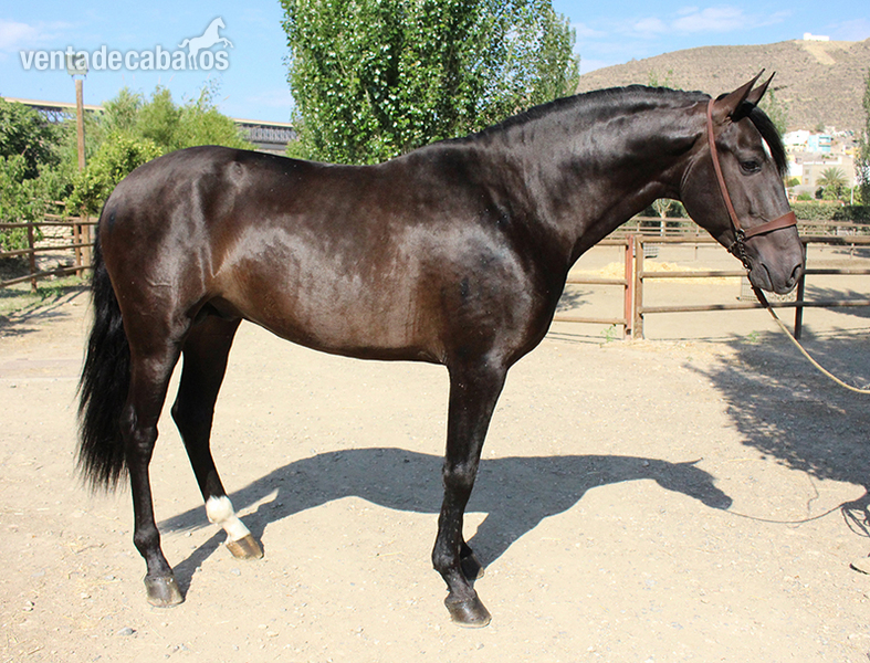 Caballos Pura Raza Española (P.R.E.) Pura Raza Española - Venta de Semental PRE. Kalifa DM