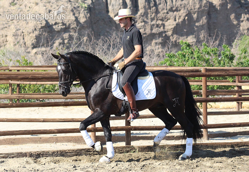 Venta de Semental PRE. Kalifa DM - Caballos Pura Raza Española (P.R.E.) Pura Raza Española