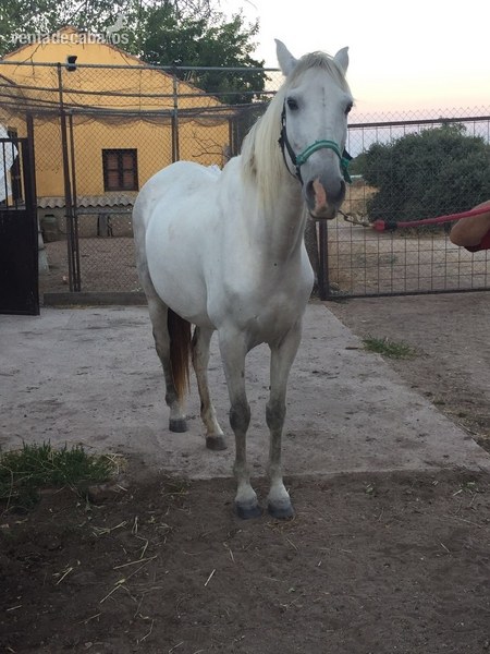 Caballos Pura Raza Española (P.R.E.) Pura Raza Española - CABALLO TORDO PRE