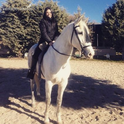 CABALLO TORDO PRE in 