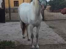 CABALLO TORDO PRE