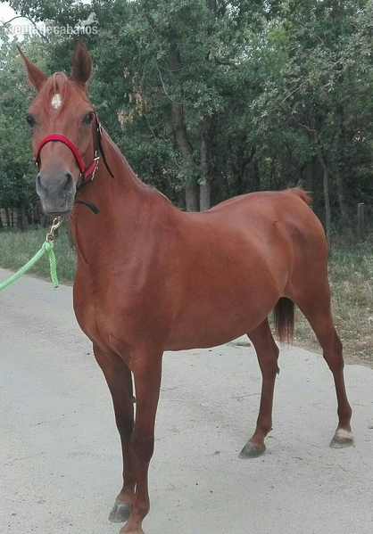 Yegua arabe pure spanish in 