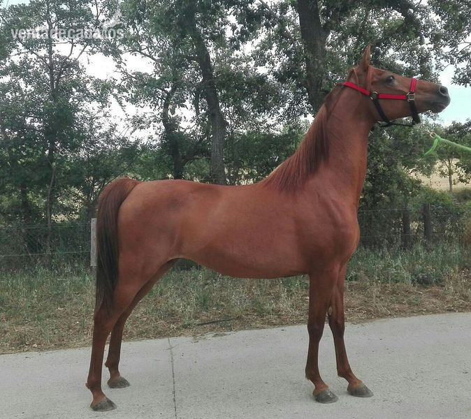 Pura raza arabe