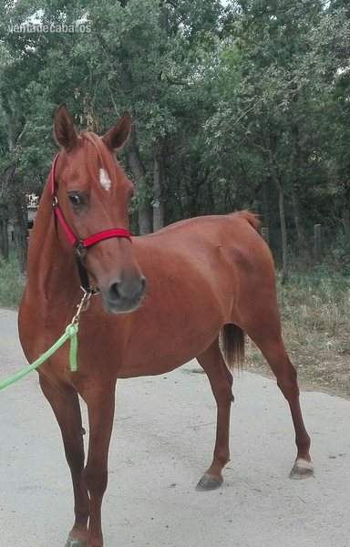 Pura raza arabe {TYPE}