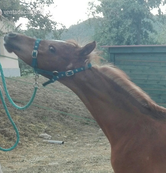 Yegua arabe pure spanish - Caballos Árabes Pura raza arabe