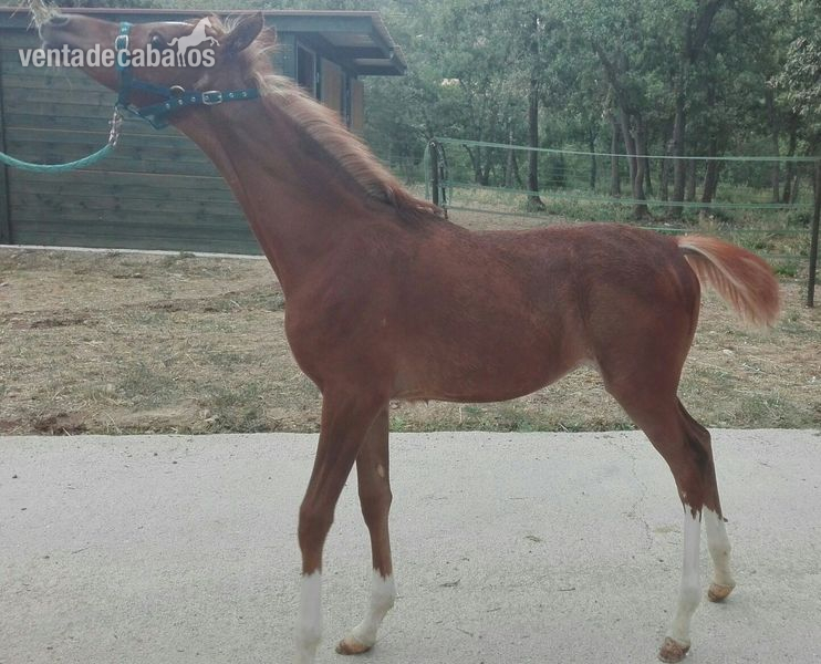 Yegua arabe pure spanish - Pura raza arabe