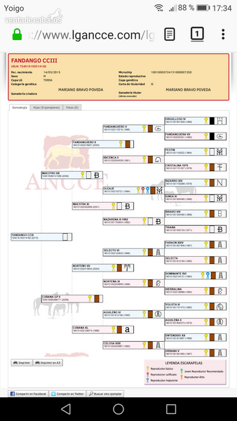 Caballos Pura Raza Española (P.R.E.) Pura Raza Española - Potros PRE de 3 y 2 años