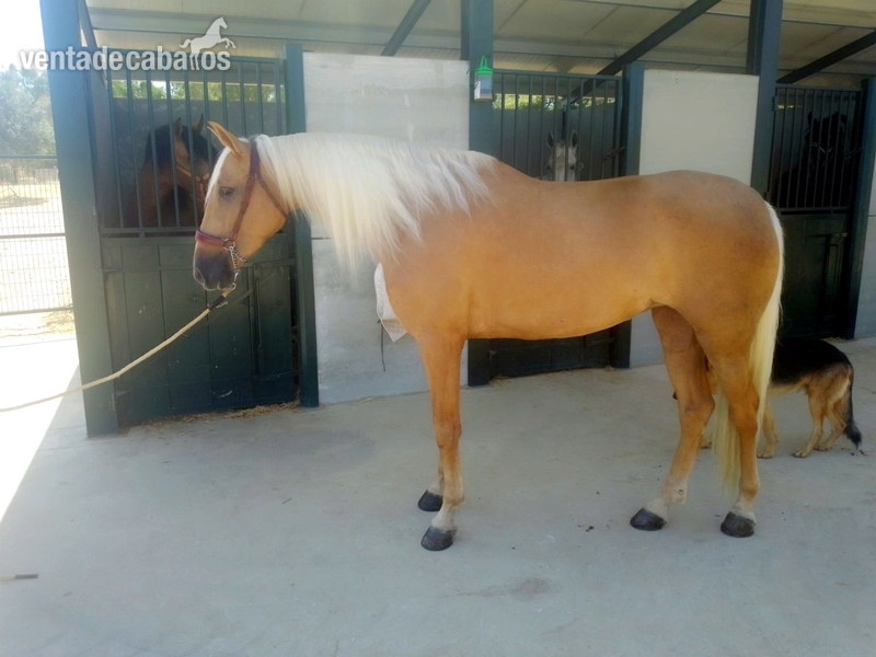 Potras Hispano Luso - Hispano Lusa perla