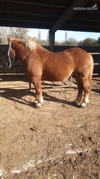Caballo del pirineo de 2,5 años in 