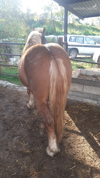 Caballo Pirenaico Catalán - CPC