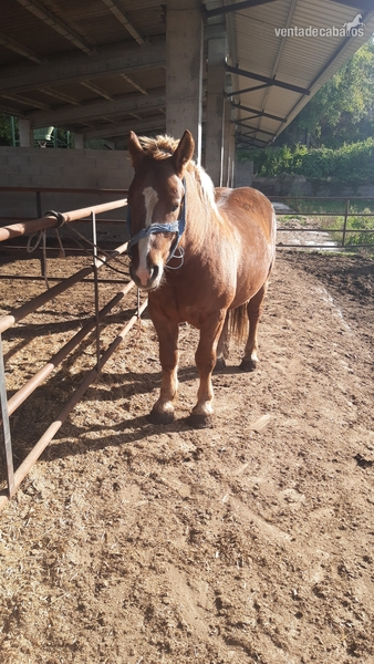 Caballo Pirenaico Catalán - CPC {TYPE}