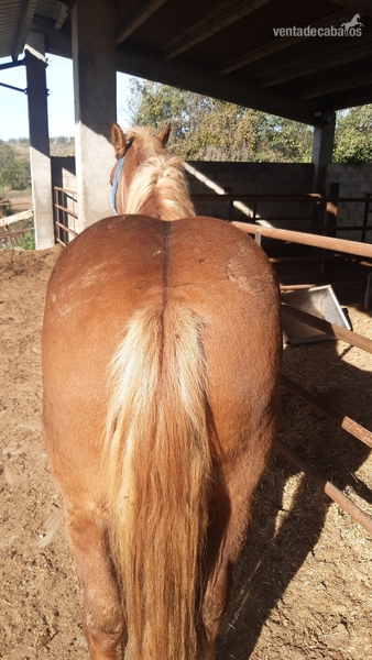 Caballos Enteros Caballo Pirenaico Catalán - CPC - Caballo del pirineo de 2,5 años