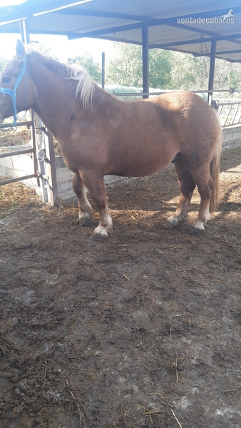 Caballo del pirineo de 2,5 años - Caballos Enteros Caballo Pirenaico Catalán - CPC