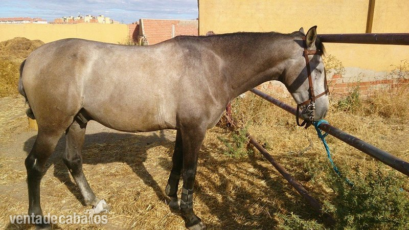 Cruzado