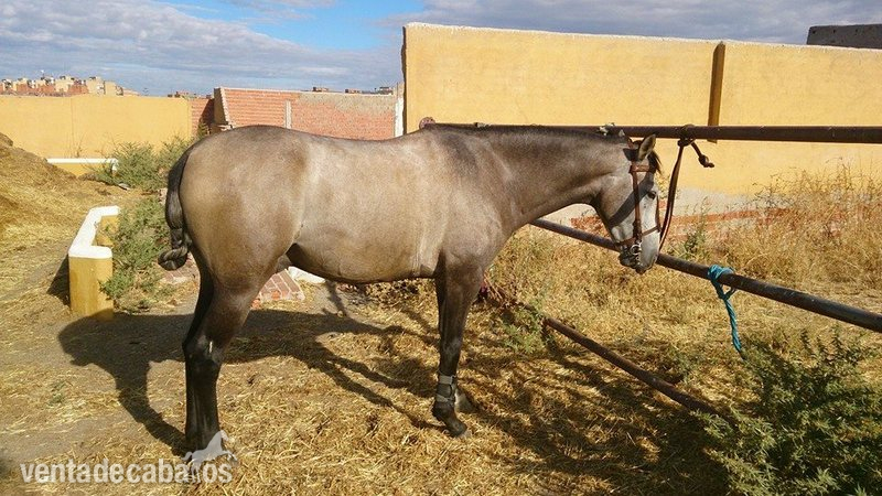 Cruzado {TYPE}