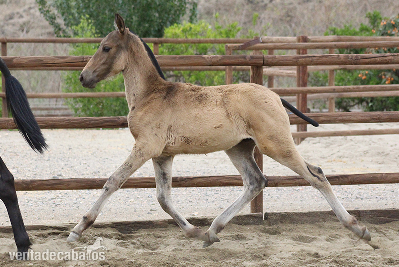 Caballos Pura Raza Española (P.R.E.) Pura Raza Española - Venta de Potro PRE. Orgulloso Dimoba