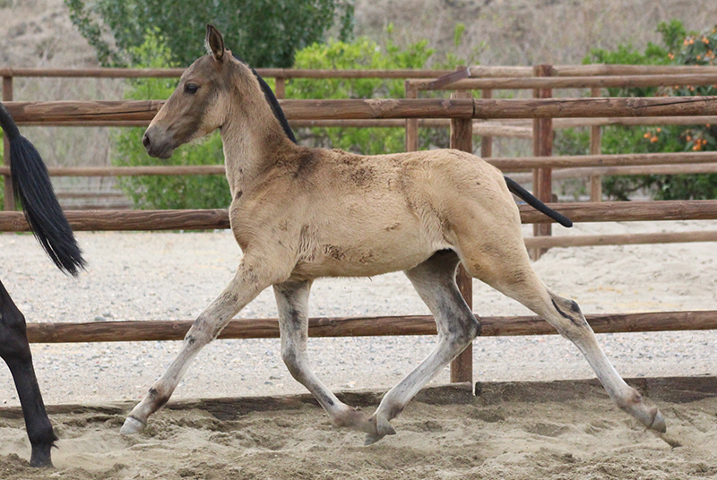 Caballos Pura Raza Española (P.R.E.) Pura Raza Española - Venta de Potro PRE. Orgulloso Dimoba