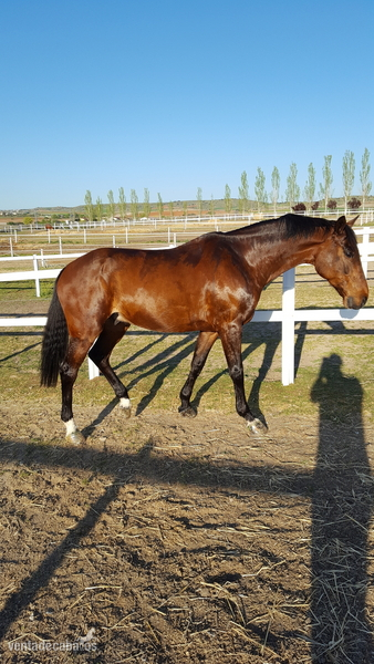 Oldemburgo en venta in 