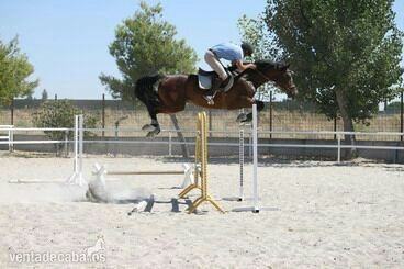 Caballos Capados Oldemburgo - Oldemburgo en venta