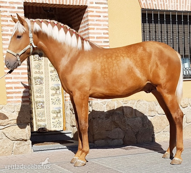 Potro palomino espectacular in 