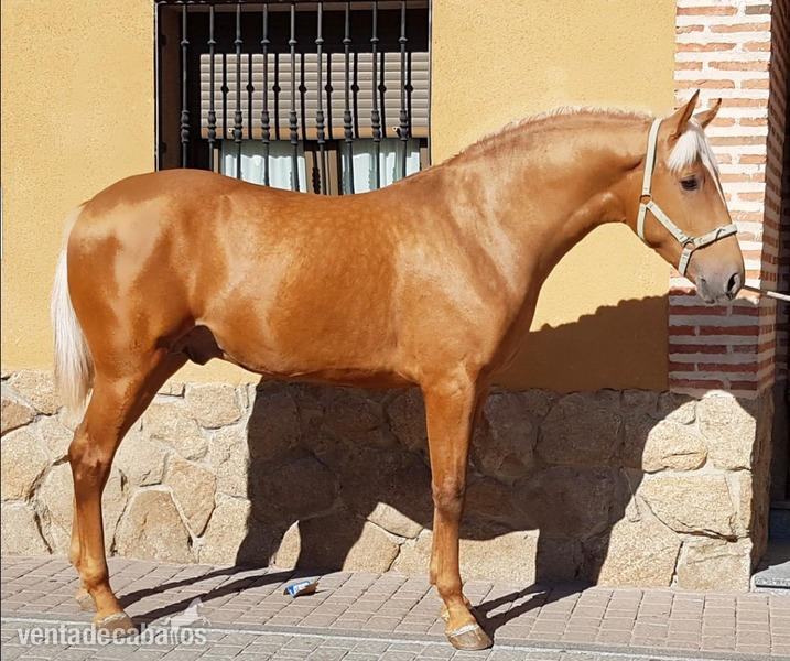 Lusitano