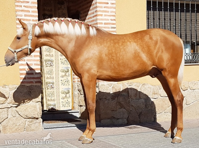 Lusitano {TYPE}
