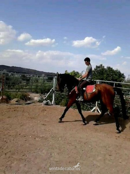 yegua cde en murcia in 