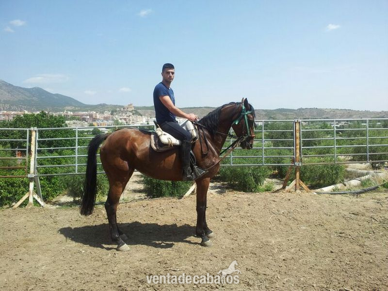 Caballo de Deporte Español (CDE)
