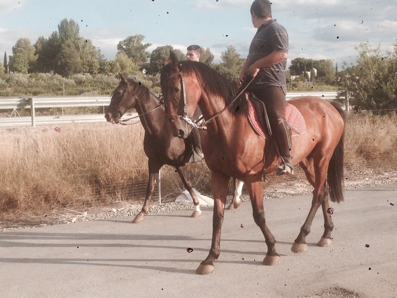 Caballo de Deporte Español (CDE) {TYPE}