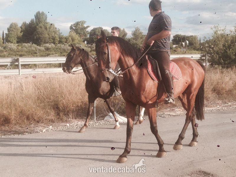 Caballo de Deporte Español (CDE) {TYPE}