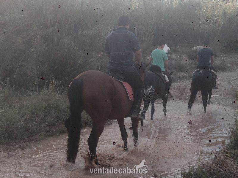 Yeguas Caballo de Deporte Español (CDE) - yegua cde en murcia