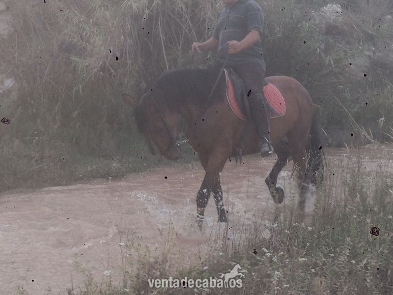 yegua cde en murcia - Yeguas Caballo de Deporte Español (CDE)